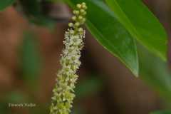 Phytolacca octandra